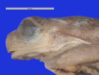 Media type: image; Herpetology A-28360